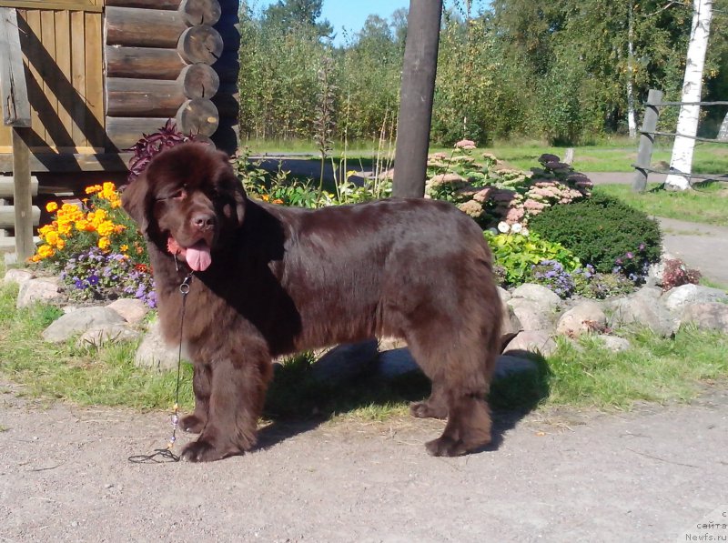 Фото: ньюфаундленд Акватория Келвин Хизер Хани (Aquatoriya Kelvin Heather Honey)