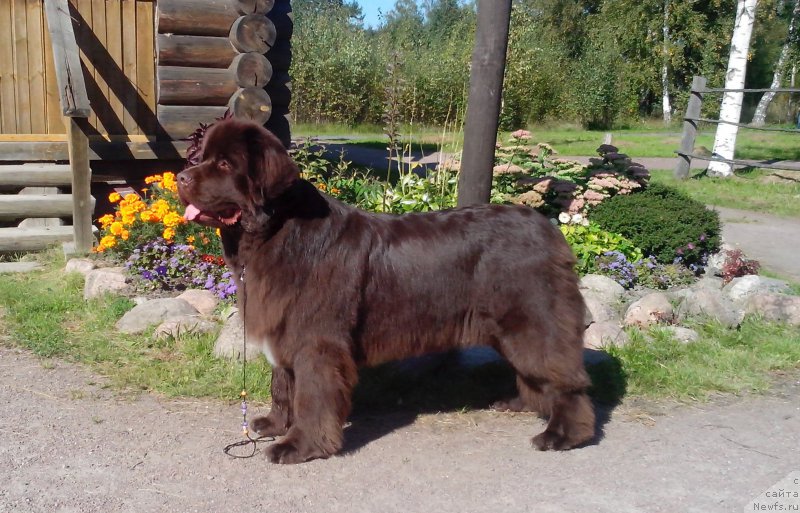 Фото: ньюфаундленд Акватория Келвин Хизер Хани (Aquatoriya Kelvin Heather Honey)