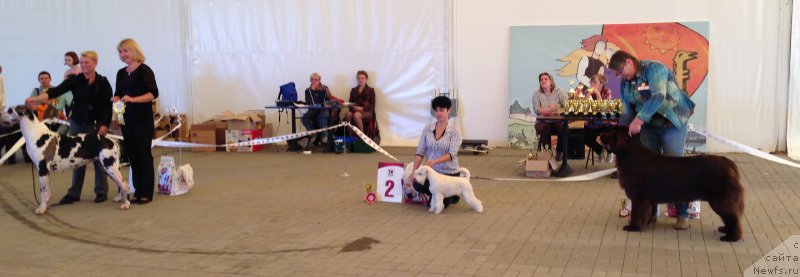 Фото: ньюфаундленд Акватория Келвин Хизер Хани (Aquatoriya Kelvin Heather Honey), Екатерина Бенкен