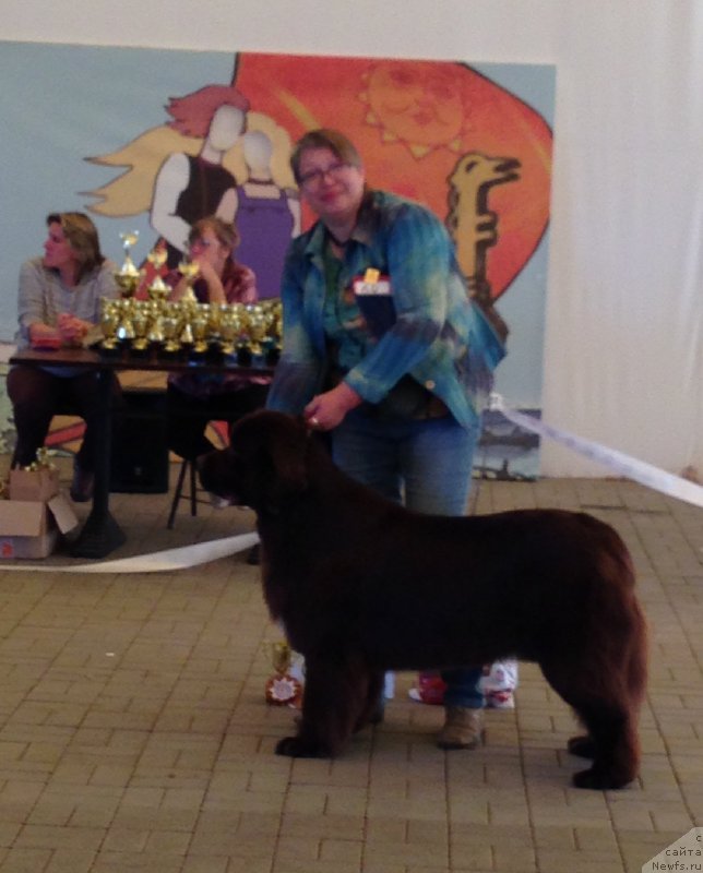 Фото: ньюфаундленд Акватория Келвин Хизер Хани (Aquatoriya Kelvin Heather Honey), Екатерина Бенкен