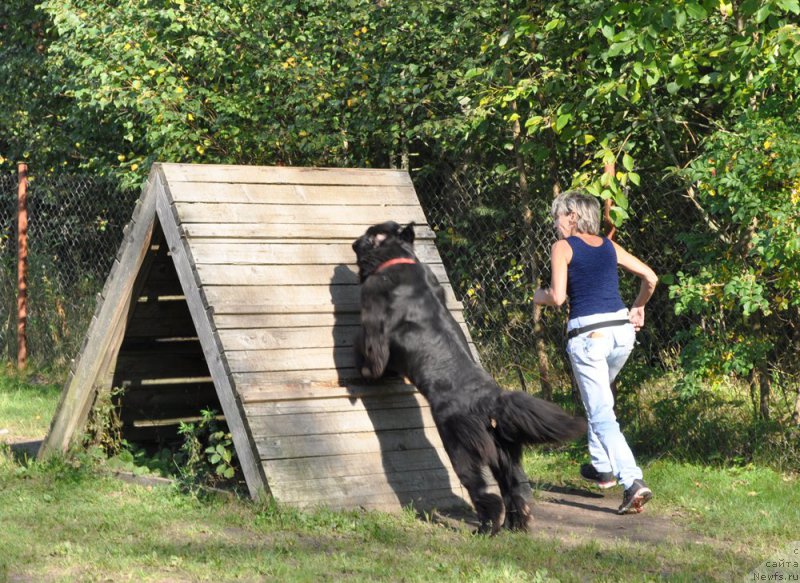 Фото: ньюфаундленд Бегущая по Волнам Шангри-Ла