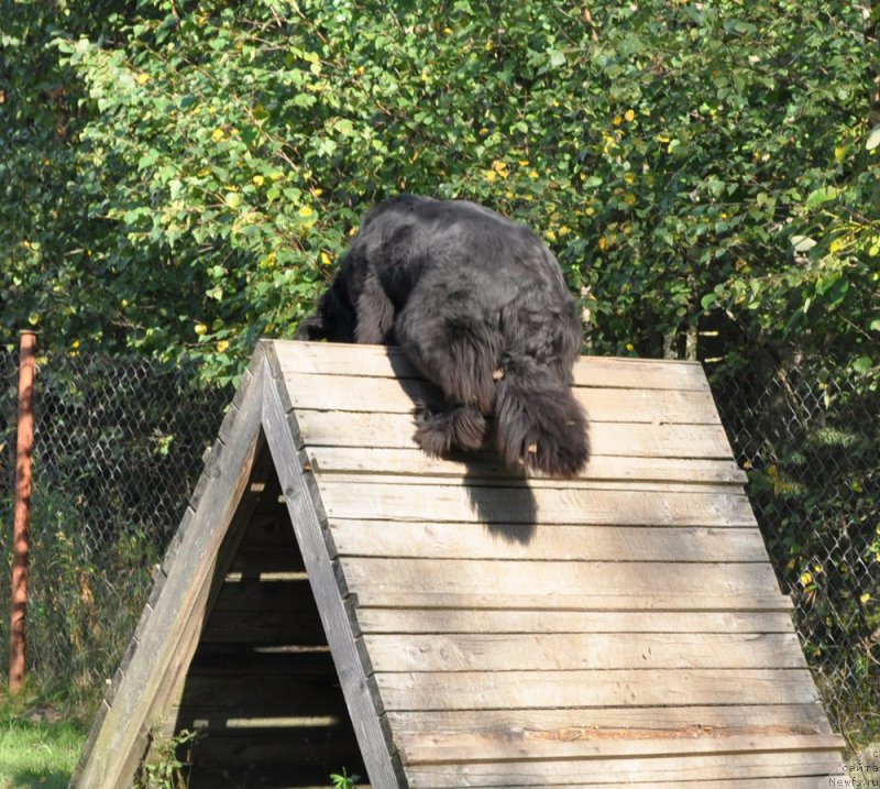 Фото: ньюфаундленд Бегущая по Волнам Шангри-Ла