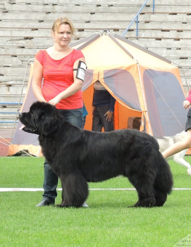 Фото: Waterbear Darwin