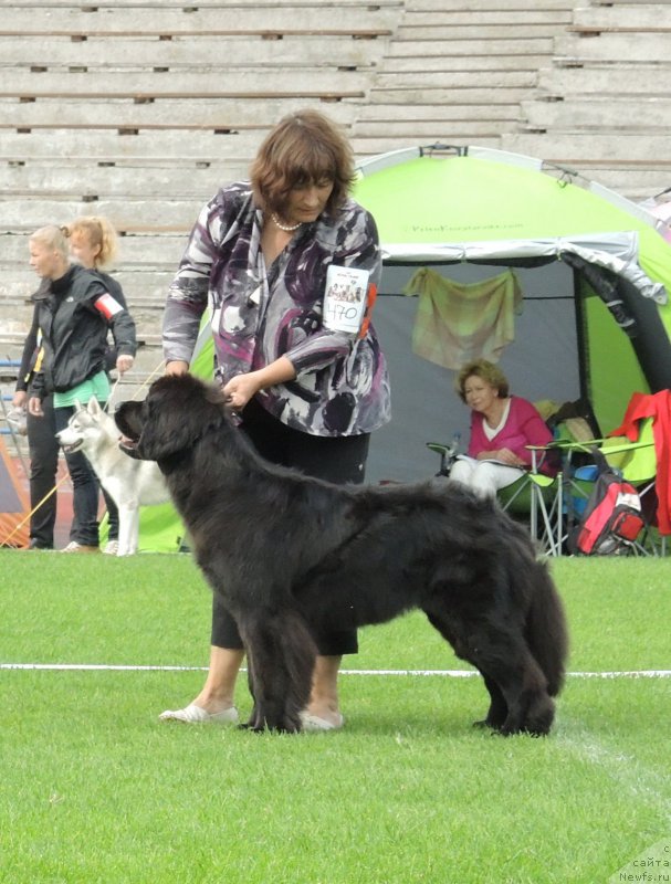 Фото: Newfound Treasure Divine Diamond