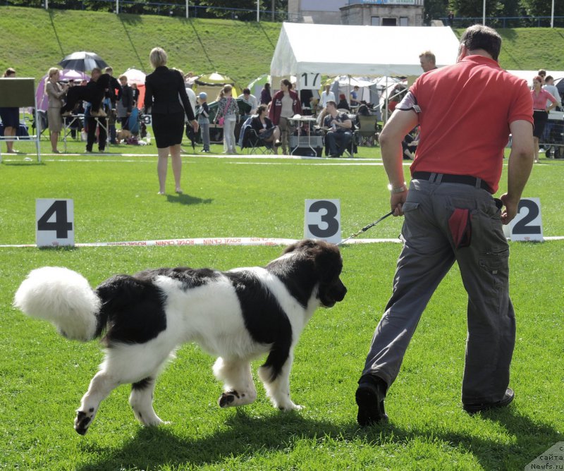 Фото: ньюфаундленд Флюфи Аваланч Принцесса