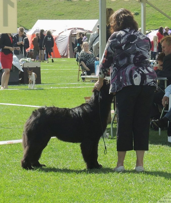 Фото: Newfound Treasure Divine Diamond