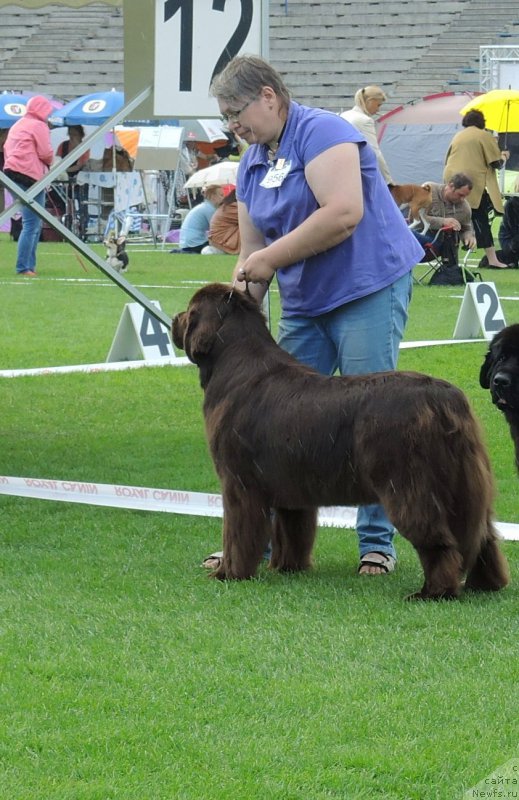 Фото: ньюфаундленд Акватория Келвин Хизер Хани (Aquatoriya Kelvin Heather Honey), Екатерина Бенкен