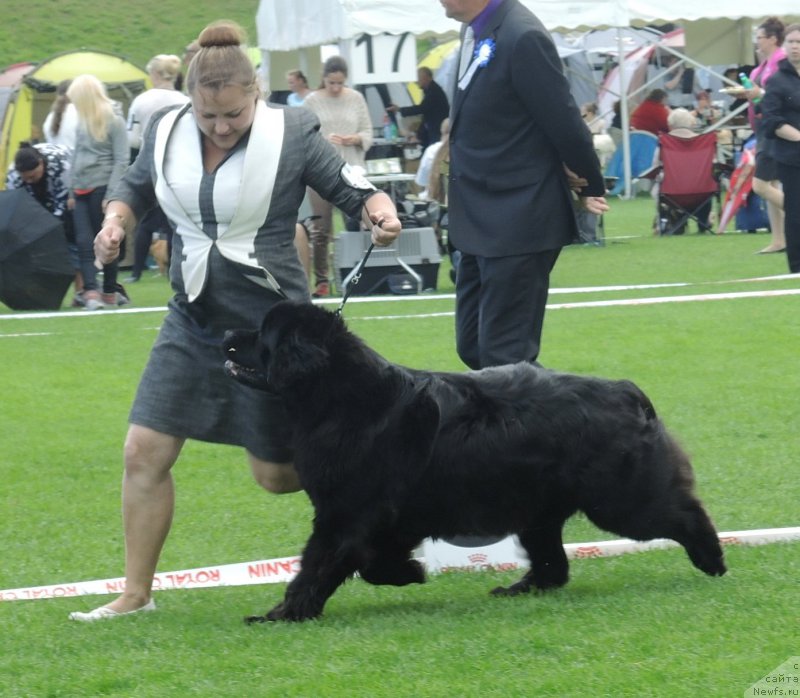 Фото: ньюфаундленд Bears Cove Latoya for Grandbear Wow, Вера Андронова