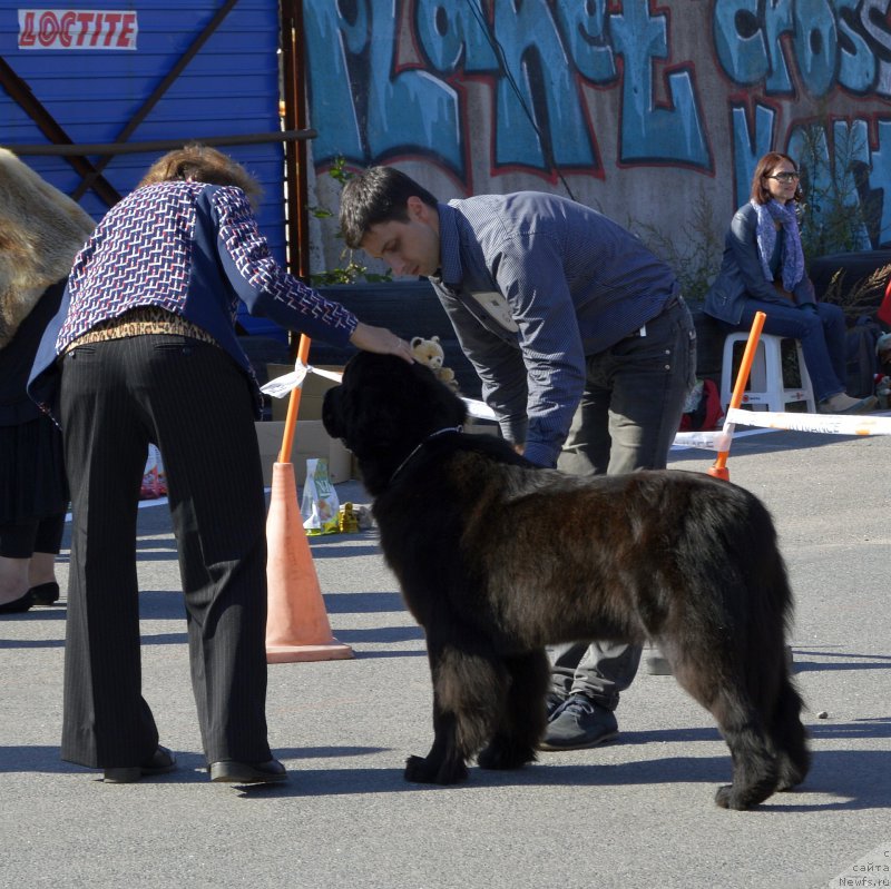Фото: ньюфаундленд Смигар Лав Стори (Smigar Love Story)