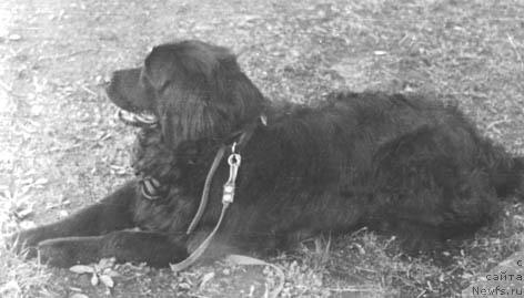 Фото: ньюфаундленд Юкс Юрга