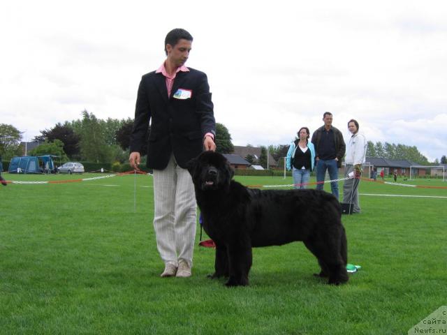 Фото: ньюфаундленд Skippers Only You for Smigar, Александр Коротков