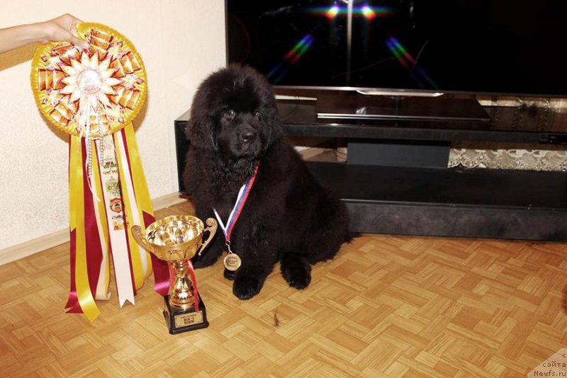 Фото: ньюфаундленд Черная Мафия Ше ис а Ладу (Chernaya Mafia She is a Lady)