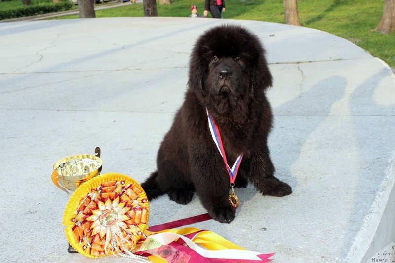 Фото: ньюфаундленд Черная Мафия Ше ис а Ладу (Chernaya Mafia She is a Lady)