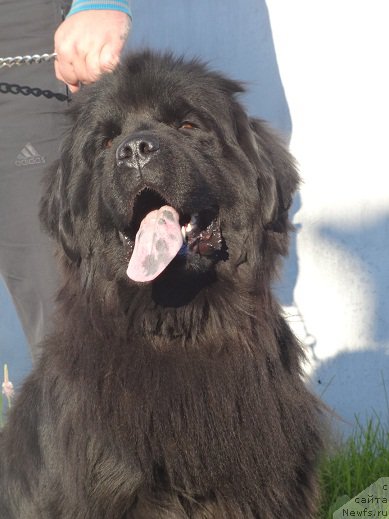 Фото: ньюфаундленд Ньюфорт Услада