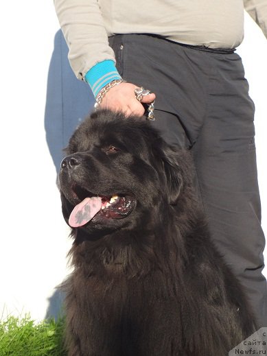 Фото: ньюфаундленд Ньюфорт Услада