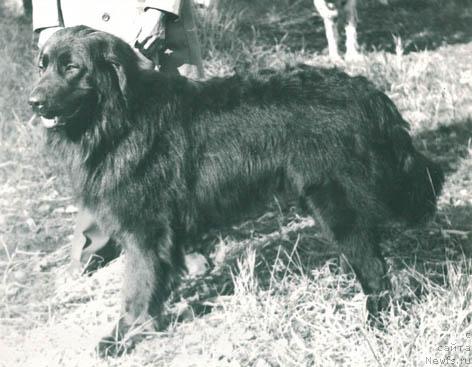 Фото: ньюфаундленд Граф