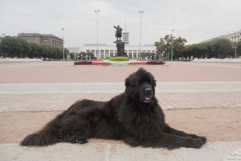 Фото: ньюфаундленд Усатый Нянь Тимоша