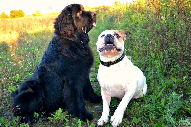 Фото: ньюфаундленд Смигар Ток ов Соул (Smigar Talk of Soul)