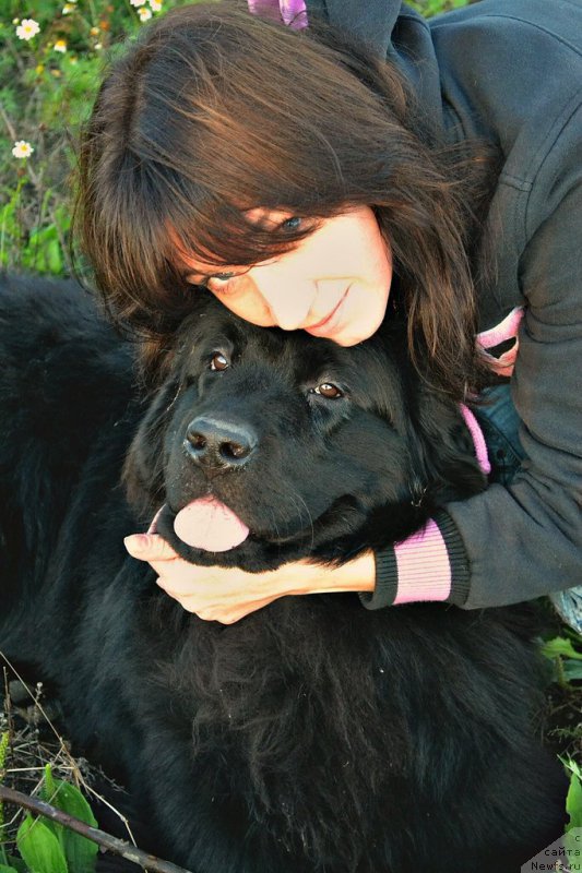 Фото: ньюфаундленд Смигар Ток ов Соул (Smigar Talk of Soul)