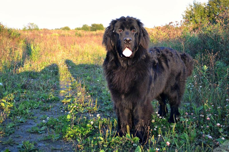 Фото: ньюфаундленд Смигар Ток ов Соул (Smigar Talk of Soul)
