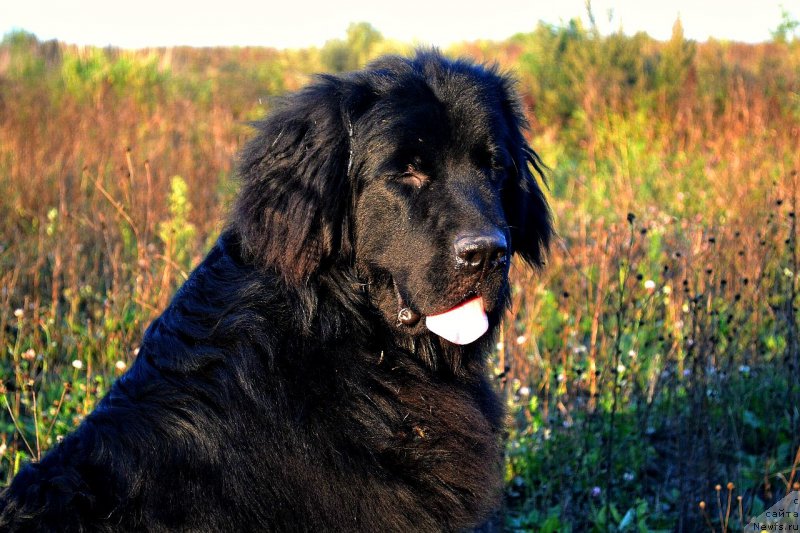 Фото: ньюфаундленд Смигар Ток ов Соул (Smigar Talk of Soul)