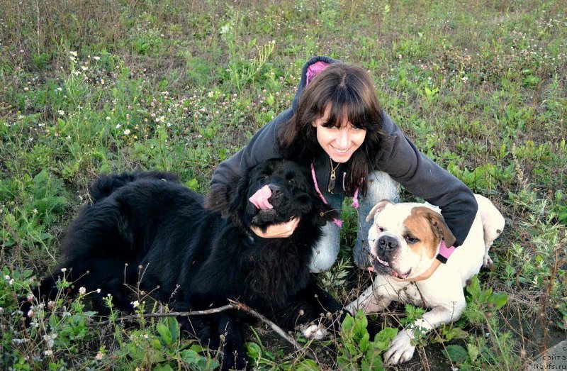 Фото: ньюфаундленд Смигар Ток ов Соул (Smigar Talk of Soul)