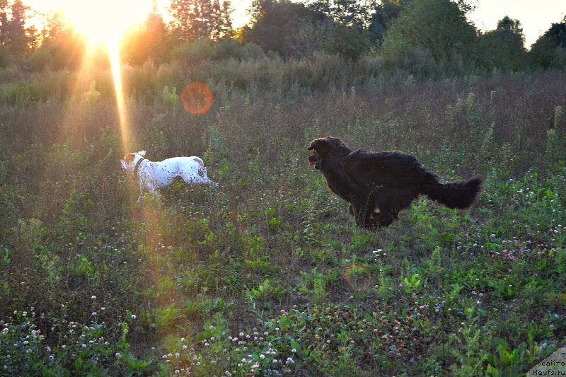 Фото: ньюфаундленд Смигар Ток ов Соул (Smigar Talk of Soul)