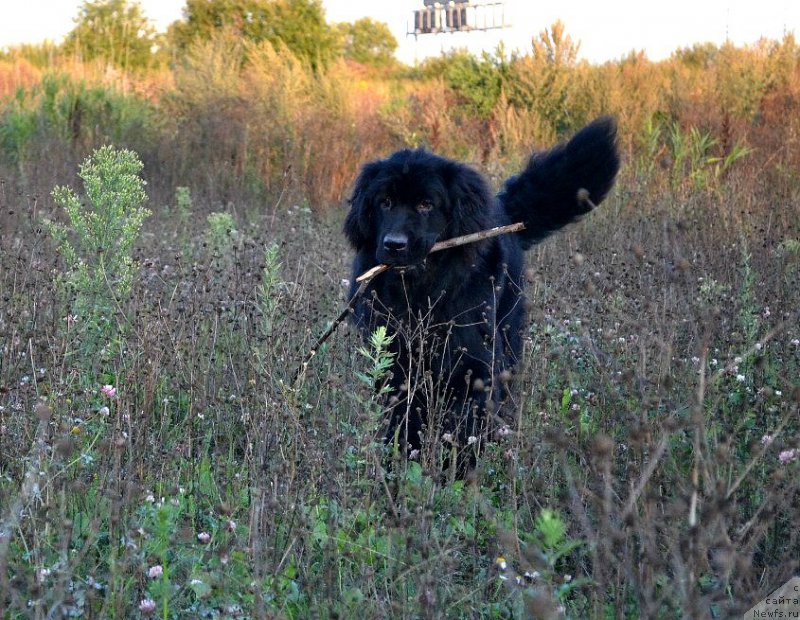 Фотография № 163012