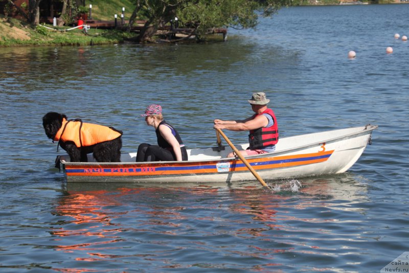 Фото: ньюфаундленд Black Blues iz Volotova, Ольга Музычук, Александр Бурмистров