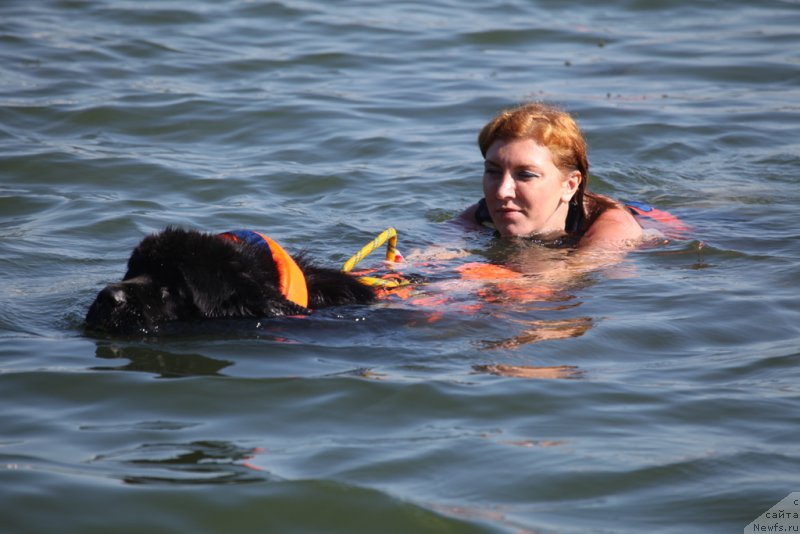 Фото: Елизавета Сафиуллина, ньюфаундленд Giacomo vom Darius Land