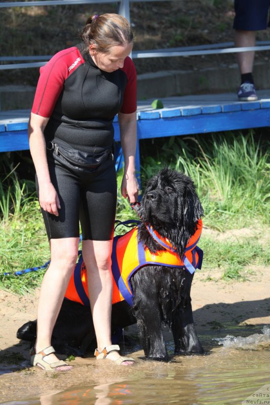 Фото: Антонина Чигвинцева, ньюфаундленд Топтыжка Галатея Морская Нереида (Toptyzhka Galatea Morskaya Nereida)