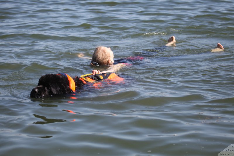 Фото: ньюфаундленд Giacomo vom Darius Land, Ольга Музычук