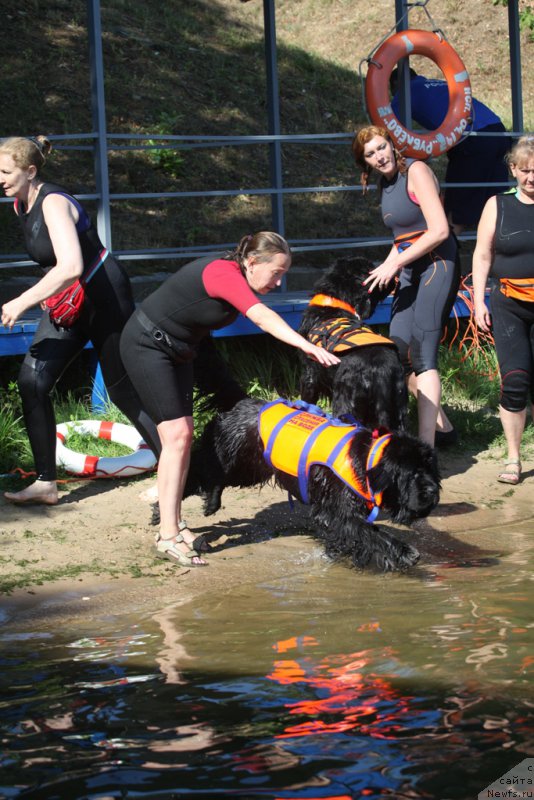 Фото: Антонина Чигвинцева, ньюфаундленд Топтыжка Галатея Морская Нереида (Toptyzhka Galatea Morskaya Nereida)