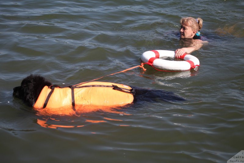 Фото: Антонина Чигвинцева, ньюфаундленд Black Blues iz Volotova