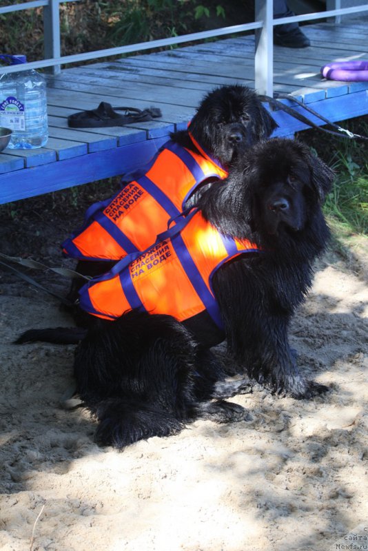 Фото: ньюфаундленд Топтыжка Галатея Морская Нереида (Toptyzhka Galatea Morskaya Nereida), ньюфаундленд Топтыжка Герой Нашего Времени (Toptyzhka Geroy Nashego Vremeni)