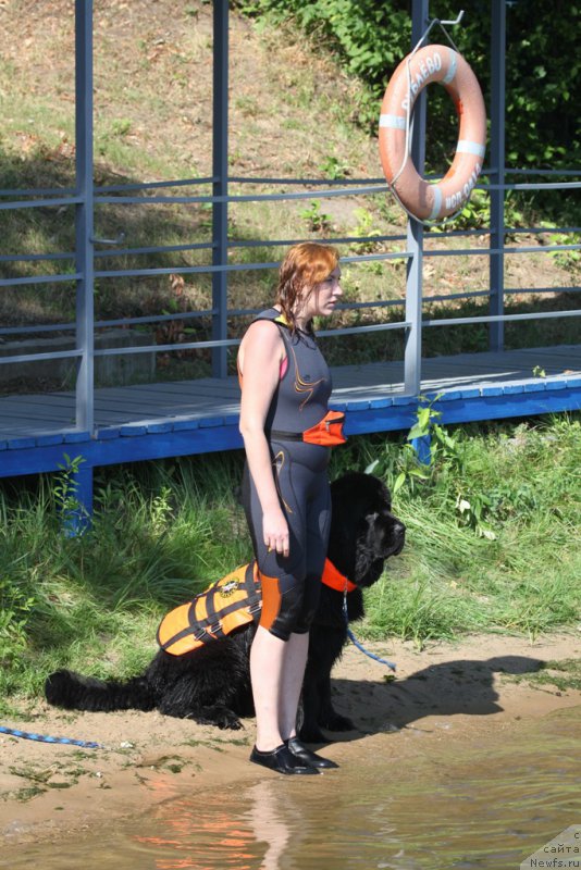 Фото: Елизавета Сафиуллина, ньюфаундленд Giacomo vom Darius Land