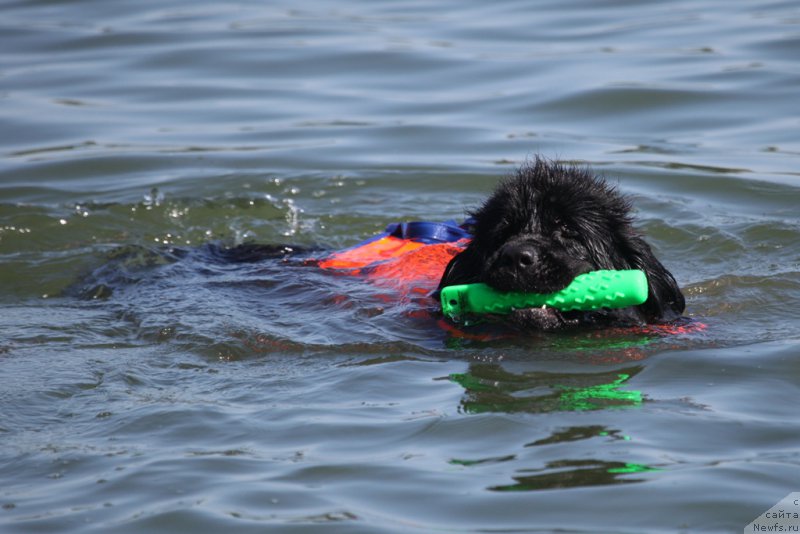 Фото: ньюфаундленд Топтыжка Галатея Морская Нереида (Toptyzhka Galatea Morskaya Nereida)