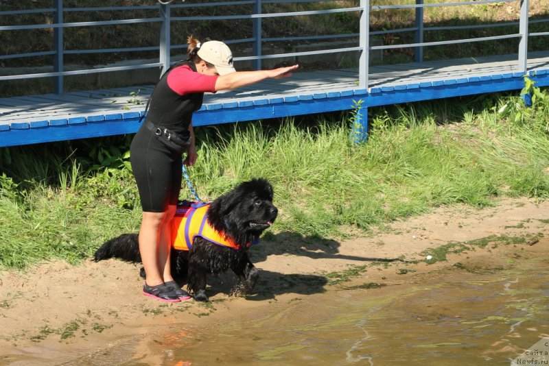 Фото: Александра Фетисова, ньюфаундленд Бегущая по Волнам Фогет Ми Нот