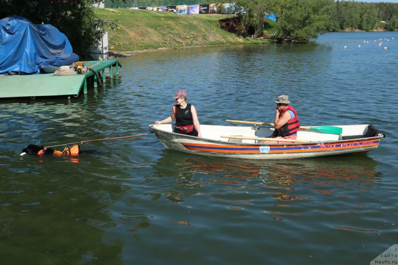 Фото: ньюфаундленд Black Blues iz Volotova, Ольга Музычук, Александр Бурмистров