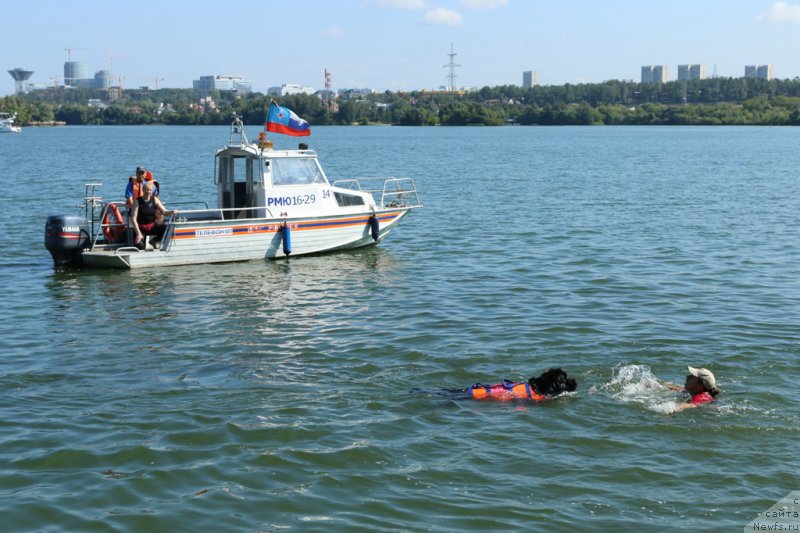 Фото: Ольга Музычук, ньюфаундленд Black Blues iz Volotova, Александра Фетисова