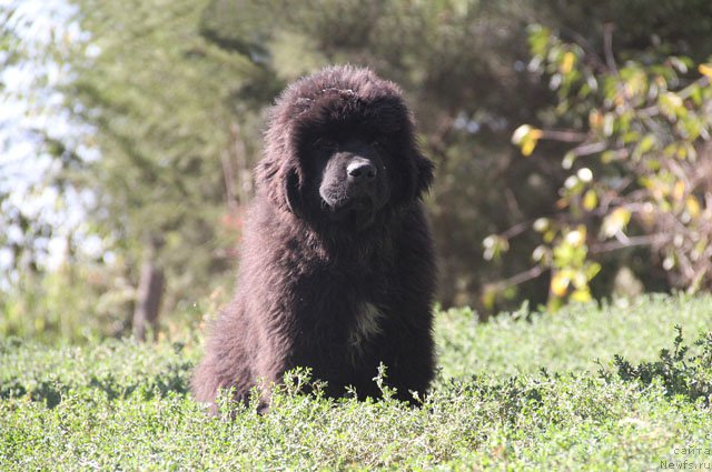 Фото: ньюфаундленд А'Портос с Берега Дона (A'Portos s Berega Dona)