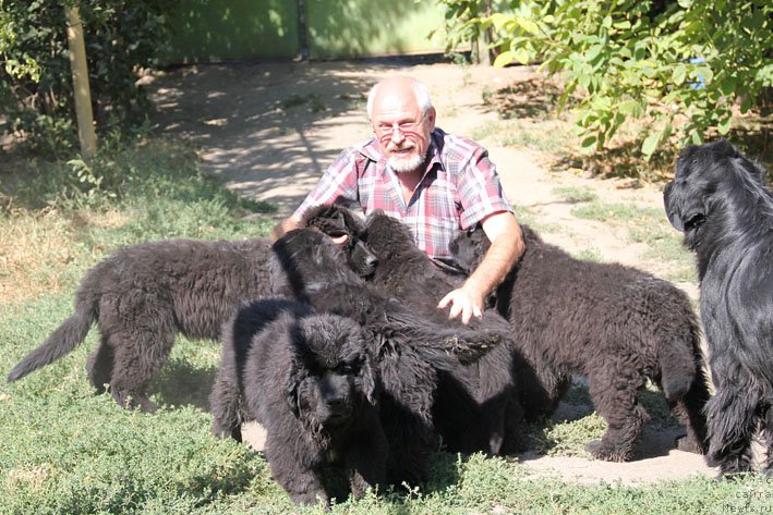 Фото: ньюфаундленд А'Портос с Берега Дона (A'Portos s Berega Dona), ньюфаундленд Арамис с Берега Дона (Aramis s Berega Dona), ньюфаундленд Яхтай с Берега Дона (Yahtay s Berega Dona), ньюфаундленд Яная с Берега Дона (Yanaya s Berega Dona), ньюфаундленд Янита с Берега Дона (Yanita s Berega Dona), и, Виталий Иваницкий
