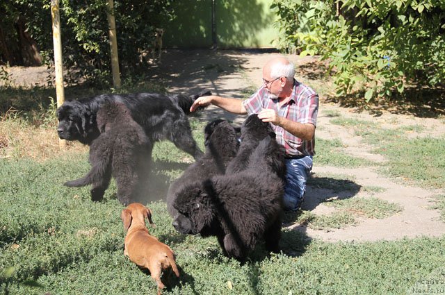 Фото: ньюфаундленд А'Портос с Берега Дона (A'Portos s Berega Dona), ньюфаундленд Арамис с Берега Дона (Aramis s Berega Dona), ньюфаундленд Яхтай с Берега Дона (Yahtay s Berega Dona), ньюфаундленд Яная с Берега Дона (Yanaya s Berega Dona), ньюфаундленд Янита с Берега Дона (Yanita s Berega Dona), и, Виталий Иваницкий, иии - Люся!