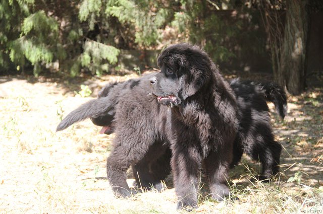 Фото: ньюфаундленд Яная с Берега Дона (Yanaya s Berega Dona)