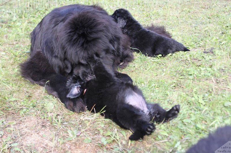 Фото: ньюфаундленд Гранд Бэби Ариадна