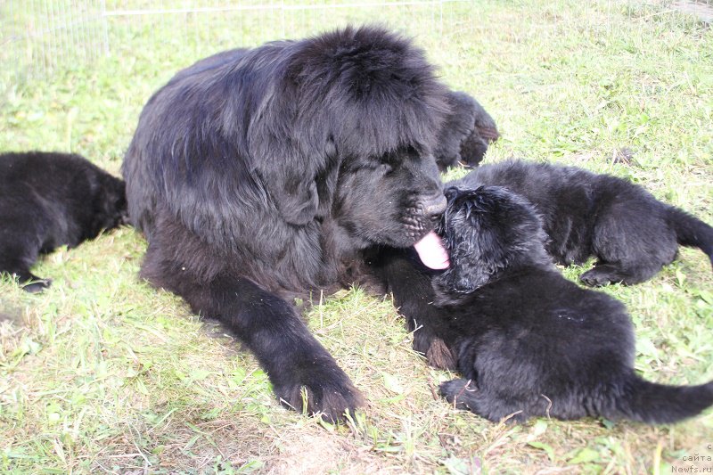 Фото: ньюфаундленд Гранд Бэби Ариадна