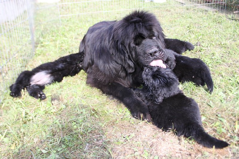 Фото: ньюфаундленд Гранд Бэби Ариадна