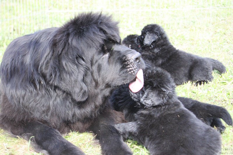 Фото: ньюфаундленд Гранд Бэби Ариадна