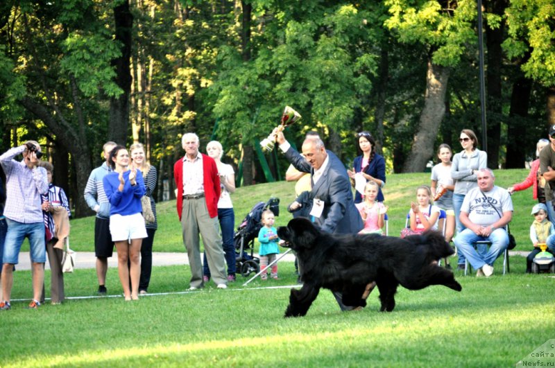 Фото: ньюфаундленд Звездный Дар Агасси (Zvezdnij Dar Agassi)