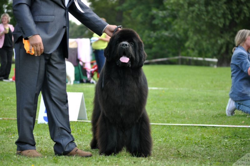 Фото: ньюфаундленд Звездный Дар Агасси (Zvezdnij Dar Agassi)